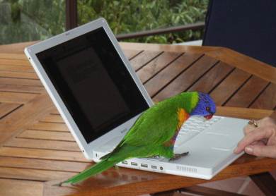 Lorikeet and iBook